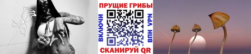 Псилоцибиновые грибы Cubensis Ясногорск